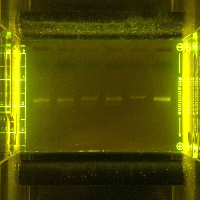 Biotech Fundamentals: Intro to Gel Electrophoresis