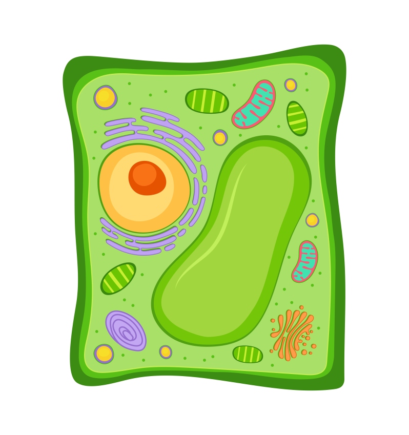 Cells - Exploring the Central Vacuole