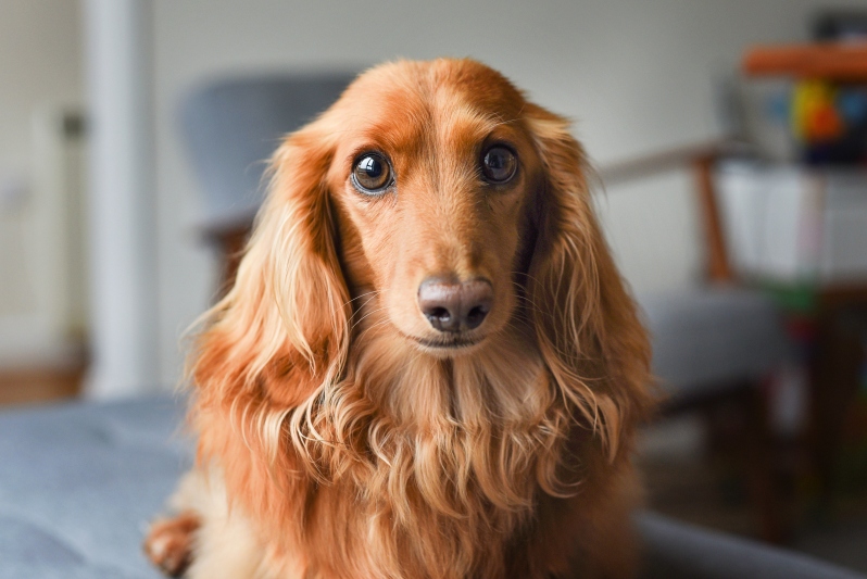 The Dachshund Dilemma - DNA Lab